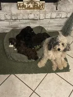 Johnny, a male Poodle - Miniature  for sale in Nacogdoches, TX – Photo 5 of 5