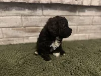 Johnny, a male Poodle - Miniature  for sale in Nacogdoches, TX – Photo 3 of 5