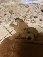 You pick , a female Miniature Aussiedoodle for sale in Nacogdoches, TX – 3 of 4