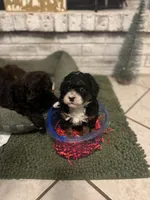 Dolly , a female Poodle - Miniature  for sale in Nacogdoches, TX – Photo 1 of 4