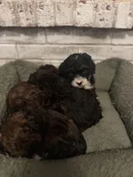 Dolly , a female Poodle - Miniature  for sale in Nacogdoches, TX – Photo 3 of 4