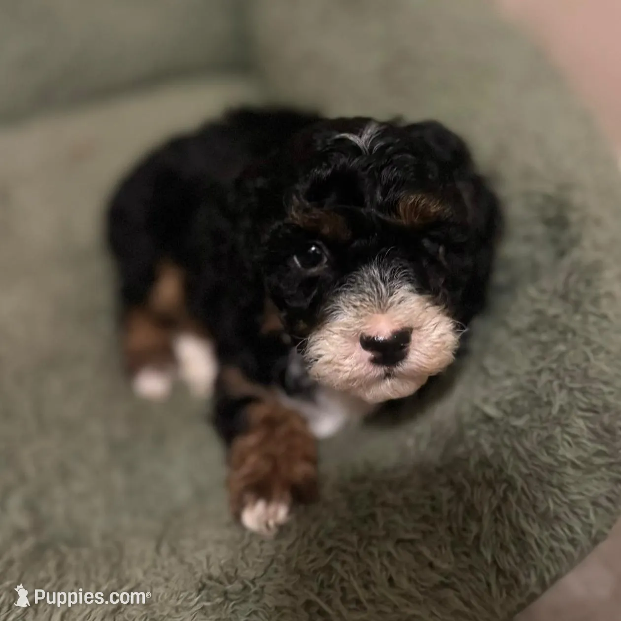 Dolly , a female Poodle - Miniature  for sale in Nacogdoches, TX – Photo 2 of 4