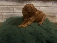 Conway , a male Poodle - Miniature  for sale in Nacogdoches, TX – 2 of 3