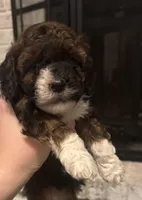 Conway , a male Poodle - Miniature  for sale in Nacogdoches, TX – Photo 1 of 3