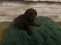 Cash, a male Poodle - Miniature  for sale in Nacogdoches, TX – 3 of 3