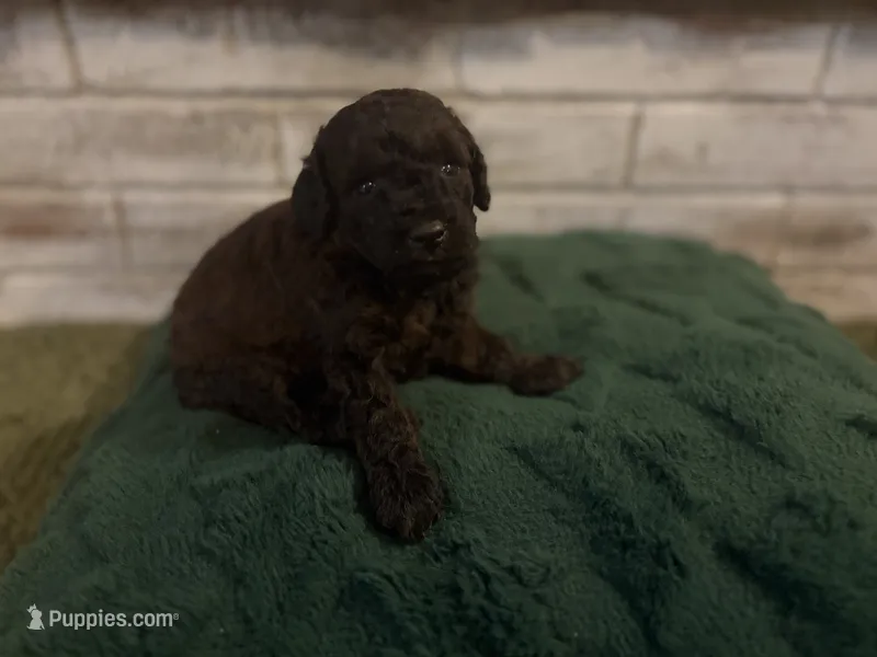 Cash – Poodle - Miniature  puppy for sale in Nacogdoches, TX