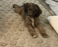 You pick #2, a female Miniature Aussiedoodle for sale in Nacogdoches, TX – 5 of 5