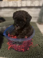 Loretta, a female Poodle - Miniature  for sale in Nacogdoches, TX – Photo 1 of 2