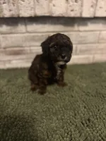 Loretta, a female Poodle - Miniature  for sale in Nacogdoches, TX – Photo 2 of 2