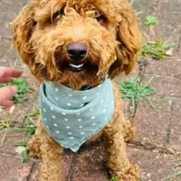 Pixie, a female Poodle - Miniature  for sale in Nacogdoches, TX – 1 of 1