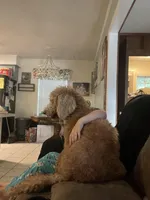 Jinger, a female Bernedoodle for sale in Nacogdoches, TX – Photo 2 of 3