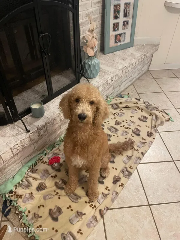 Jinger – Bernedoodle puppy for sale in Nacogdoches, TX