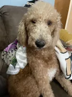 Jinger, a female Bernedoodle for sale in Nacogdoches, TX – Photo 3 of 3