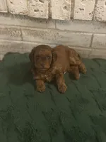 Loretta, a female Poodle - Miniature  for sale in Nacogdoches, TX – 3 of 4