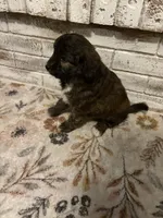You pick #2, a female Miniature Aussiedoodle for sale in Nacogdoches, TX – 3 of 3