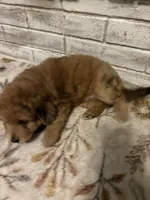 You pick , a female Miniature Aussiedoodle for sale in Nacogdoches, TX – 2 of 4
