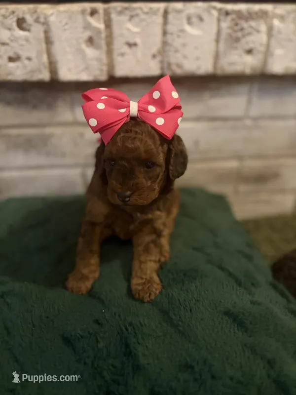 Loretta – Poodle - Miniature  puppy for sale in Nacogdoches, TX