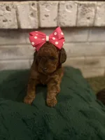 Loretta, a female Poodle - Miniature  for sale in Nacogdoches, TX – 1 of 4
