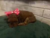 Loretta, a female Poodle - Miniature  for sale in Nacogdoches, TX – 4 of 4