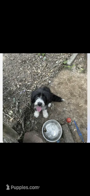 Queso – Australian Shepherd, Bernedoodle puppy for sale in Nacogdoches, TX