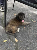 You pick #2, a female Miniature Aussiedoodle for sale in Nacogdoches, TX – 4 of 4