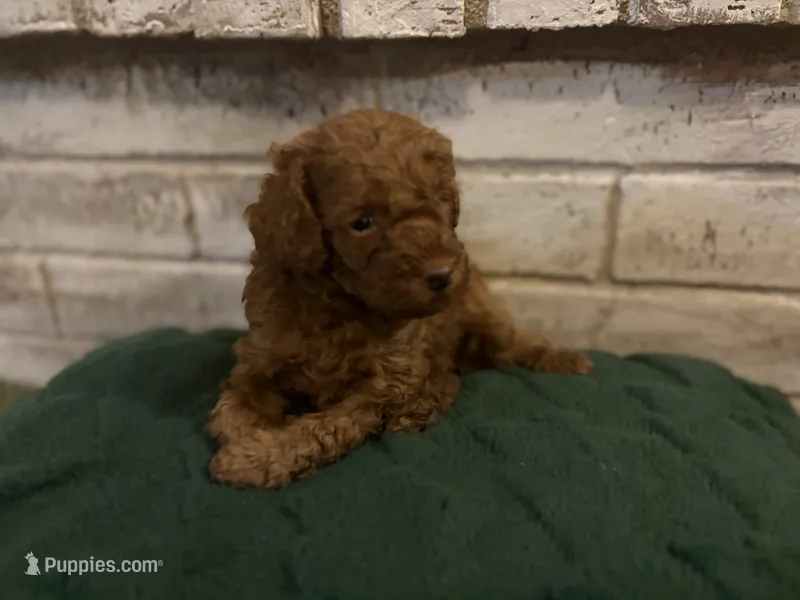 Conway  – Poodle - Miniature  puppy for sale in Nacogdoches, TX