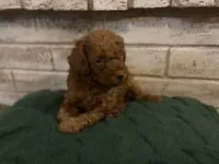 Conway , a male Poodle - Miniature  for sale in Nacogdoches, TX – 1 of 3