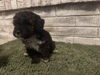Hank, a male Poodle - Miniature  for sale in Nacogdoches, TX – Photo 2 of 2