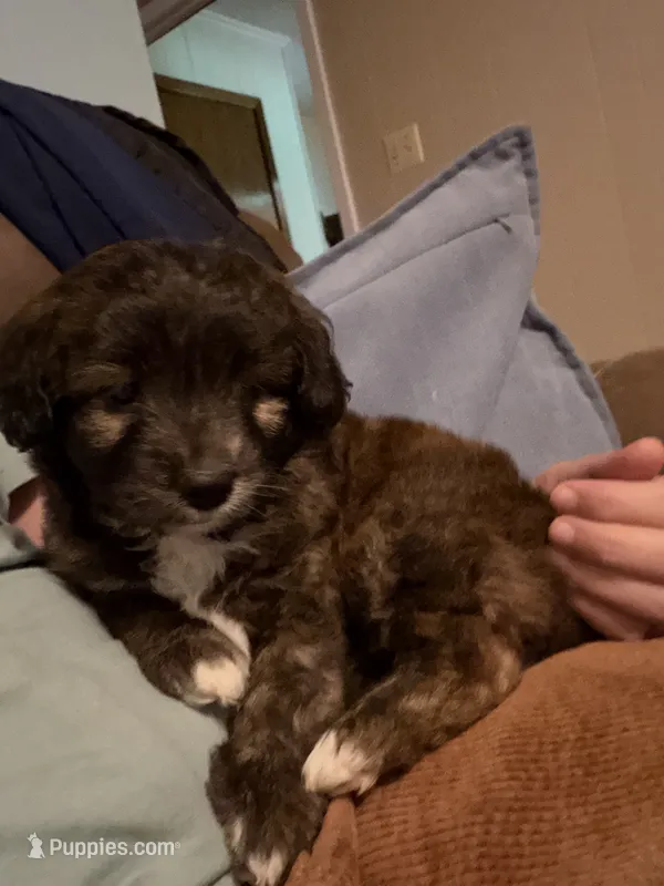 You pick #2 – Miniature Aussiedoodle puppy for sale in Nacogdoches, TX