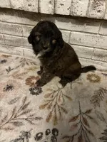 You pick #2, a female Miniature Aussiedoodle for sale in Nacogdoches, TX – 2 of 3