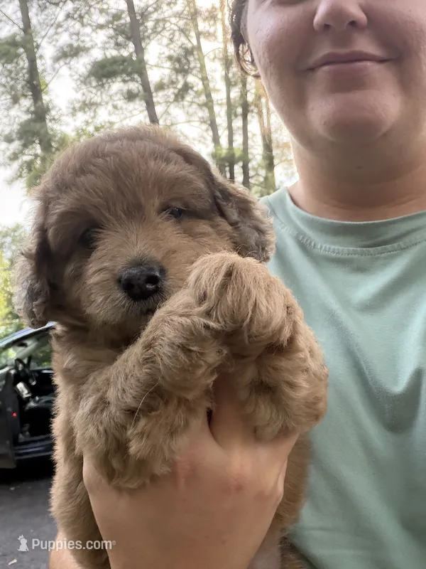 You pick  – Miniature Aussiedoodle puppy for sale in Nacogdoches, TX