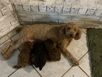 Cash, a male Poodle - Miniature  for sale in Nacogdoches, TX – 2 of 3