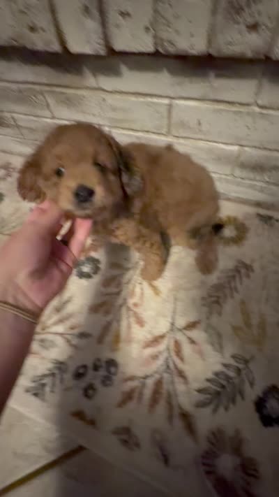 You pick , a female Miniature Aussiedoodle for sale in Nacogdoches, TX – 4 of 4