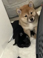 Maisey, a female Shiba Inu for sale in Las Vegas, NV – 1 of 3