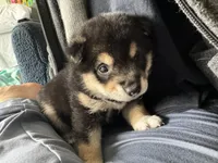 Domino , a male Shiba Inu for sale in Las Vegas, NV – 8 of 9