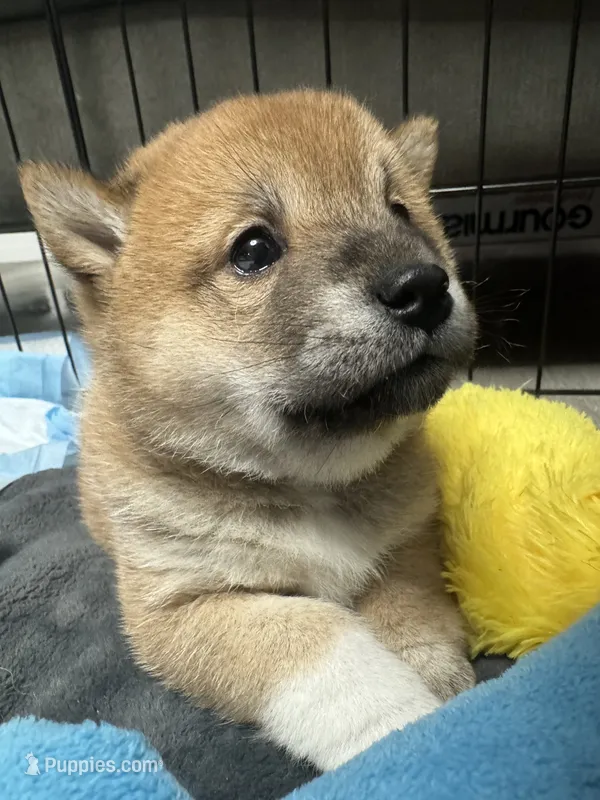 Bailey – Shiba Inu puppy for sale in Las Vegas, NV