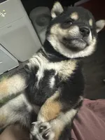 Domino , a male Shiba Inu for sale in Las Vegas, NV – 5 of 9