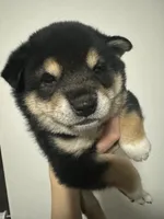 Domino , a male Shiba Inu for sale in Las Vegas, NV – 3 of 9
