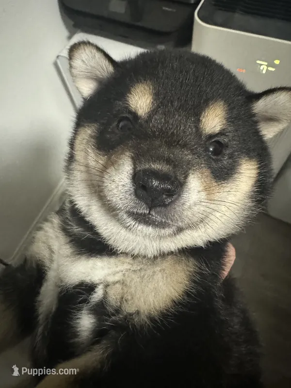 Domino  – Shiba Inu puppy for sale in Las Vegas, NV