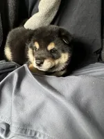 Domino , a male Shiba Inu for sale in Las Vegas, NV – 9 of 9