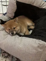 Maisey, a female Shiba Inu for sale in Las Vegas, NV – 2 of 3