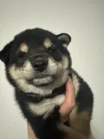 Domino , a male Shiba Inu for sale in Las Vegas, NV – 2 of 9