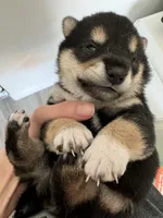 Domino , a male Shiba Inu for sale in Las Vegas, NV – 4 of 9
