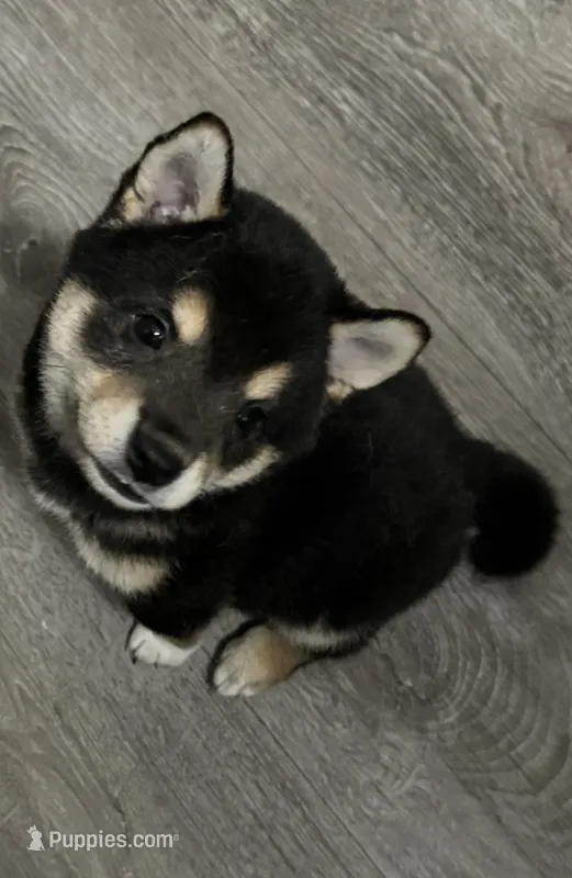 Domino  – Shiba Inu puppy for sale in Las Vegas, NV