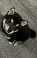 Domino - Hold, a male Shiba Inu for sale in Las Vegas, NV – 1 of 10