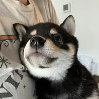 Ace, a male Shiba Inu for sale in Las Vegas, NV – 2 of 3