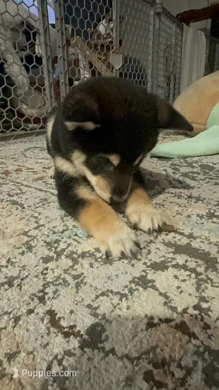 Ace – Shiba Inu puppy on hold in Las Vegas, NV