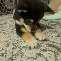 Ace, a male Shiba Inu for sale in Las Vegas, NV – 1 of 3