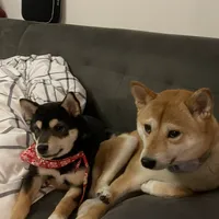 Ace, a male Shiba Inu for sale in Las Vegas, NV – 3 of 3