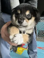 Domino , a male Shiba Inu for sale in Las Vegas, NV – 6 of 9